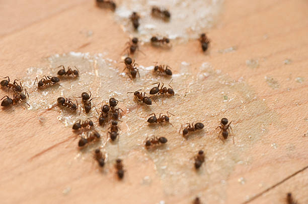 Best Pest Removal Services  in Oneonta, NY